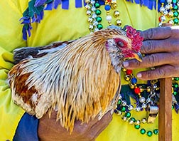 Prize chicken for Mardi Gras