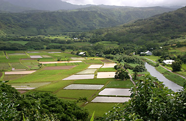 Hanalei Valley taro fields