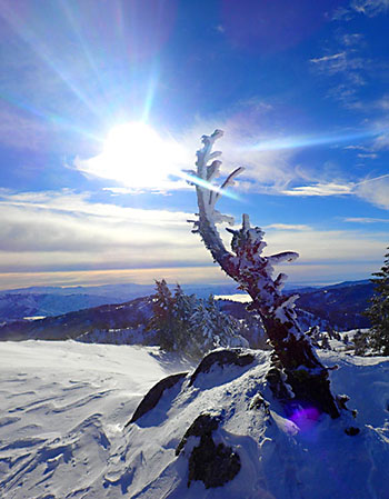 Bogus Basin lone tree