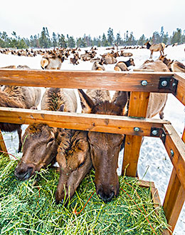 Elk eating hay