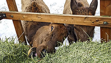 Elk at the feed wagon