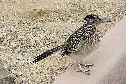 Joshua Tree visitor center greeter