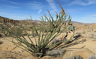 Joshua Tree ocotillos