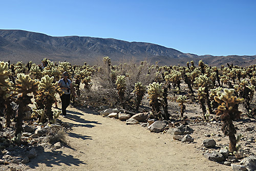 Cholla cactus garden