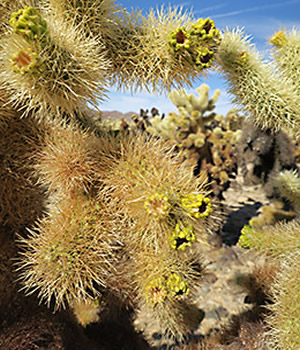 Joshua Tree, look but don't touch