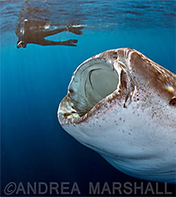 Observing whale sharks in Mexico