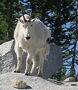 Enchantments goat with shaggy mane