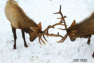 McCall, Idaho  elk tussle