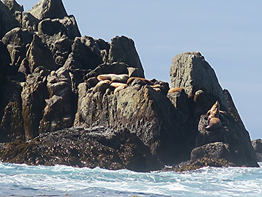 Barking sea lions