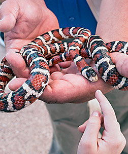 Girl touches harmless snake