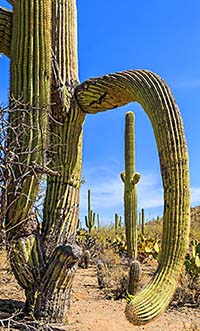 Saguaro cactus in Saguaro National Park