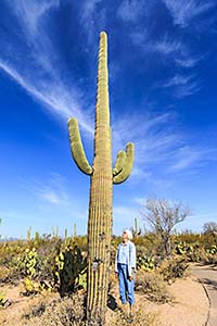 Saguaro cactus in Saguaro National Park