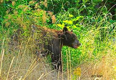 Rogue River bear