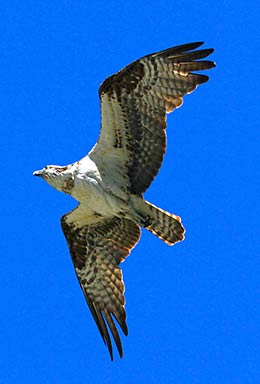 Rogue River Osprey