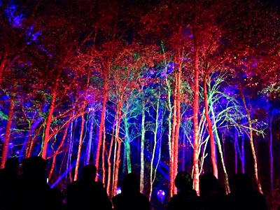 Scottish Enchanted Forest