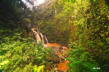 Hawaii, road to Hana fresh rainfall