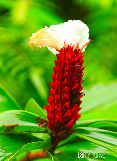 Hawaii, road to Hana ginger