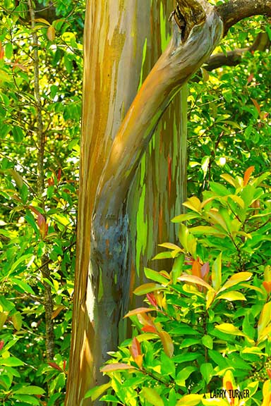 Road to Paia eucalyptus rainbow