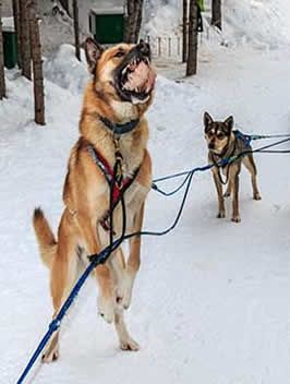 Sun Peaks sled dog catches treat