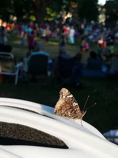 Butterfly on bike helmet