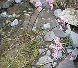 Illinois River raftingfull blooming wildflowers