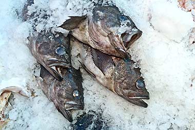 Fish for sale at Steveston dock