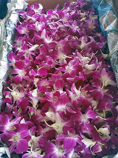 Napili Kai orchids