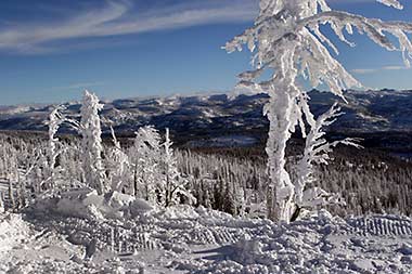 Rime trees