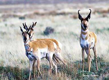 Hart Mountain pronghorn