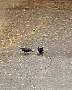 Crows