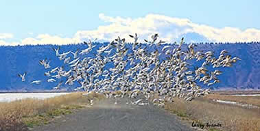 Tulelake snowgeese