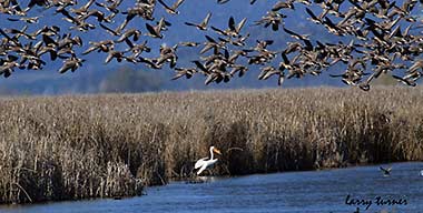 Tulelake white fronted geese and pelican