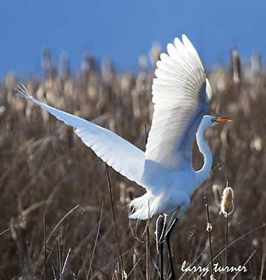 Tulelake great egret