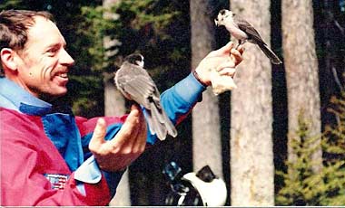 Gray jays at Mt. Hood, Oregon