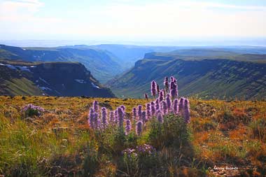 Oregon-Steens-Mt Wilderness