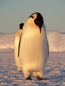 Emperor penguins