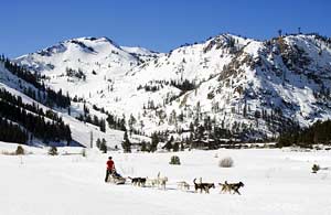 Dog sledding in the Sierra Nevada