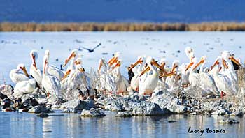 Klamath Basin National Wildlife Refuge Complex sandhill cranes, white pelicans and shorebirds