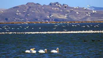 Klamath Basin National Wildlife Refuge Complex geese, swans and ducks