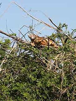 Chiapas Laguna Catazaja red_iguana