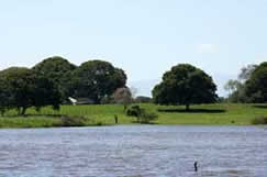 Chiapas Laguna Catazaja shoreline