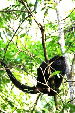 Chiapas Rio Otulum howler monkey