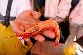 Richmond, BC prawns