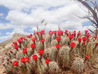 Kanab, Utah flowering cactus