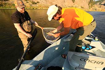 Montana rivers to run