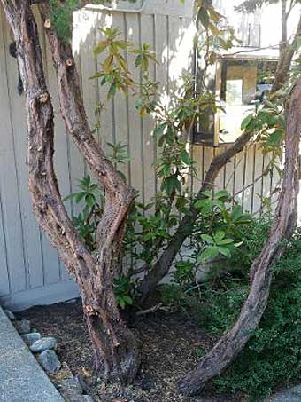 Fire hazard brush near house trimmed away