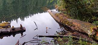 Sasquatch underwater garden