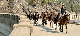 Mule train crosses the Hetch Hetchy Dam