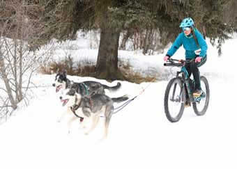 Bikejoring Flathead Valley, Montana