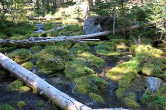 Spongy marsh along the North Umpqua Trail